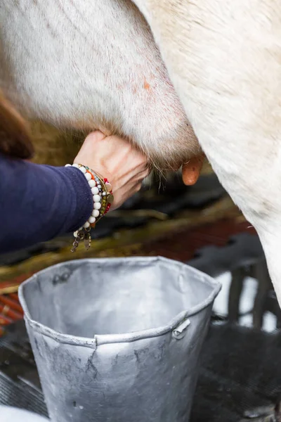 Close Uma Mulher Ordenhando Uma Vaca Mão — Fotografia de Stock