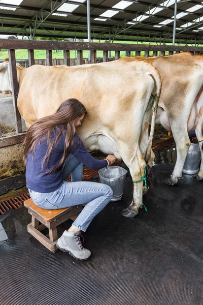 Close Woman Doying Cow Hand — стоковое фото