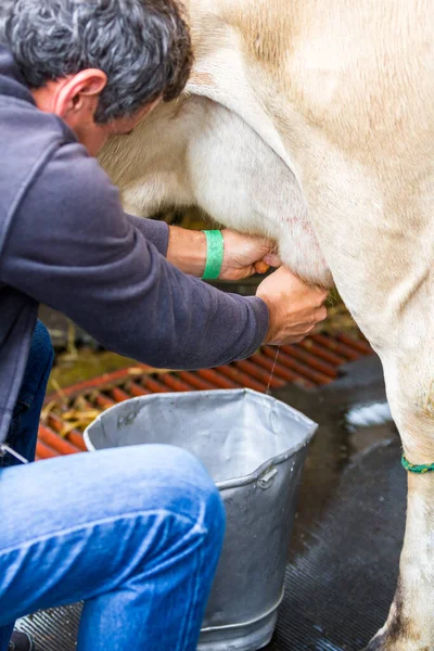 Perto Homem Ordenhando Uma Vaca Mão — Fotografia de Stock