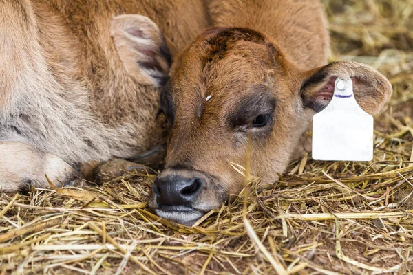 一个非常年幼的小牛犊的特写镜头 这只小牛犊已经和她的妈妈分开来收集牛奶了 — 图库照片