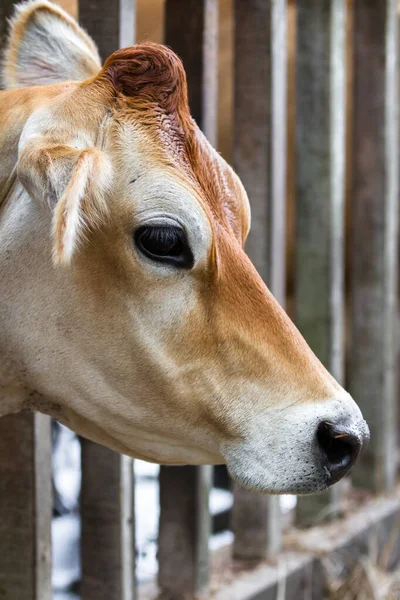 Retrato Una Vaca Jersey Con Cabeza Atravesada Por Una Estructura — Foto de Stock