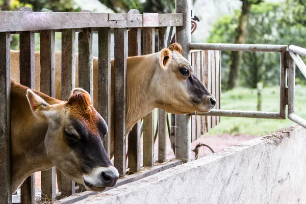 Porträt Einer Jersey Kuh Deren Kopf Durch Eine Holzstruktur Gehalten — Stockfoto