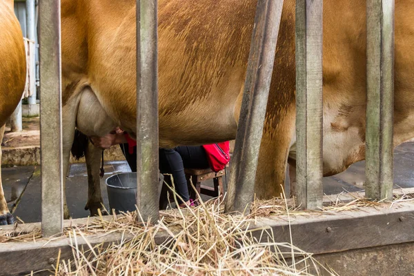 Primo Piano Una Donna Che Munge Una Mucca Mano — Foto Stock