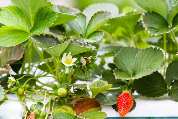 Hydroponic Strawberries Growing Indoors Small Green House Mountains Alajuela Costa — Stock Photo, Image
