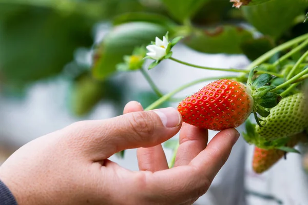 Wasserstofferdbeeren Wachsen Drinnen Einem Kleinen Gewächshaus Den Bergen Von Alajuela — Stockfoto