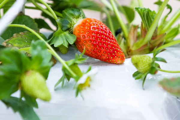 Wasserstofferdbeeren Wachsen Drinnen Einem Kleinen Gewächshaus Den Bergen Von Alajuela — Stockfoto