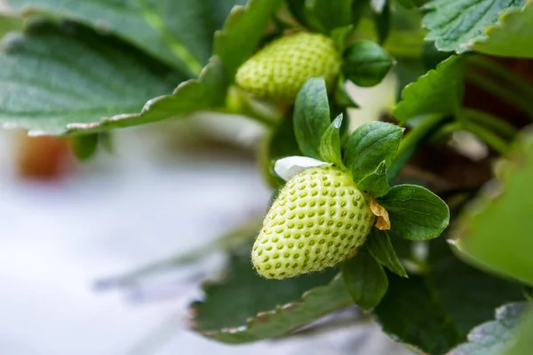 Hydrocultuur Aardbeien Die Binnen Groeien Een Klein Groen Huisje Bergen — Stockfoto