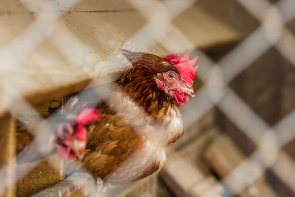 Close Grupo Galinhas Firmemente Embalado Uma Pequena Sala Atrás Uma — Fotografia de Stock