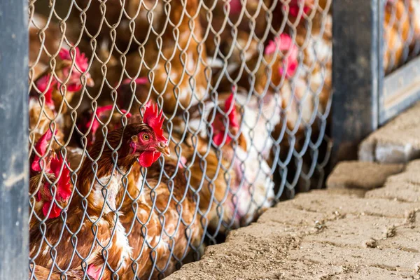 Großaufnahme Einer Gruppe Hühner Einem Kleinen Geflügelbetrieb Costa Rica Dicht — Stockfoto