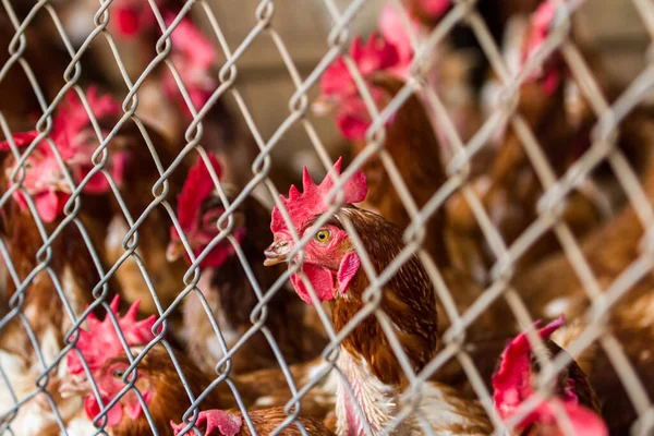 Gros Plan Groupe Poulets Étroitement Emballés Dans Une Petite Pièce — Photo