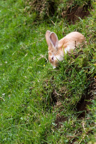 Nærbillede Lille Fuzzy Kanin Spise Græs Stejl Bjergskråning Costa Rica - Stock-foto