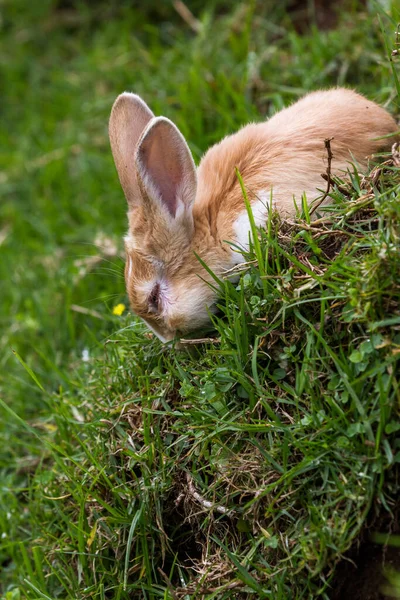 Primer Plano Pequeño Conejo Peludo Comiendo Hierba Una Ladera Empinada — Foto de Stock