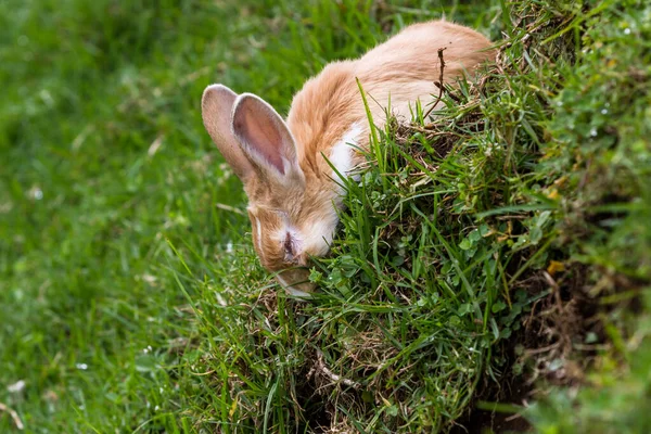 Primer Plano Pequeño Conejo Peludo Comiendo Hierba Una Ladera Empinada — Foto de Stock