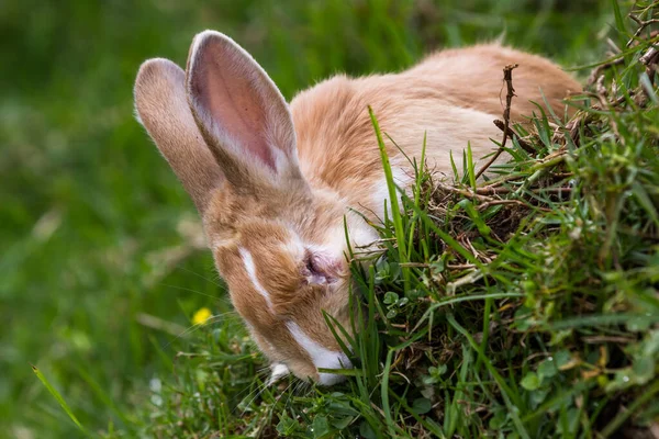 Primer Plano Pequeño Conejo Peludo Comiendo Hierba Una Ladera Empinada — Foto de Stock