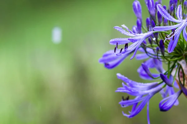 Nahaufnahme Einer Schönen Afrikanischen Lilie Costa Rica Mit Leichtem Nieselregen — Stockfoto