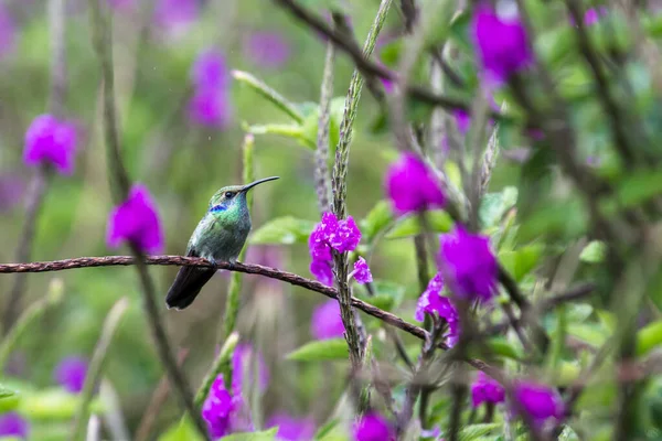 Zblízka Krásné Menší Fialové Ucho Kolibřík Posazený Sporýš Stonku Kostarice — Stock fotografie