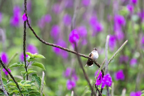 Mooie Magenta Keelhoutster Kolibrie Voedend Met Blauwe Vervain Bloemen Costa — Stockfoto