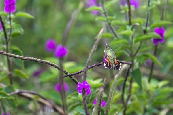 Bela Magenta Garganta Woodstar Beija Flor Alimentando Flores Verbena Azul — Fotografia de Stock