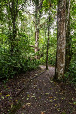 Kartaca, Kosta Rika tepelerinde uzun ağaçlar ve bol bitki örtüsüyle çevrili çamurlu bir yolda yürüyorum.