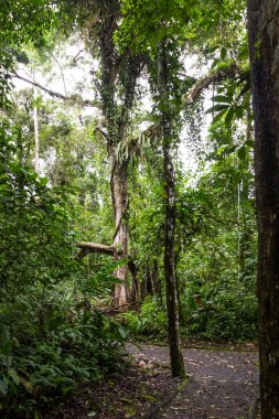 Kartaca, Kosta Rika tepelerinde uzun ağaçlar ve bol bitki örtüsüyle çevrili çamurlu bir yolda yürüyorum.