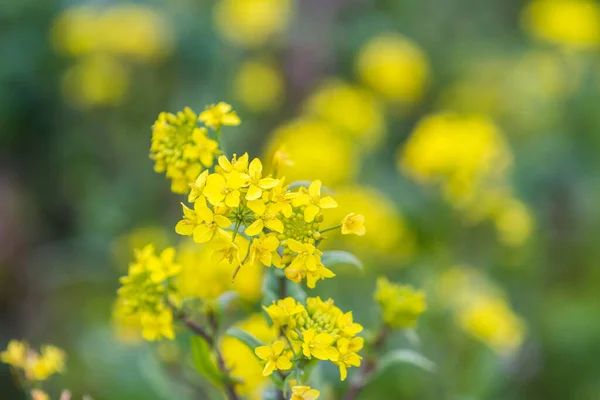 マスタードの花が満開のコスタリカ カルタゴの丘を覆う美しい黄色の花を咲かせます この地域に典型的な濃い朝の霧とここに見られる — ストック写真