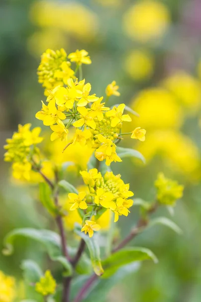 マスタードの花が満開のコスタリカ カルタゴの丘を覆う美しい黄色の花を咲かせます この地域に典型的な濃い朝の霧とここに見られる — ストック写真