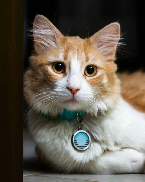在黑暗的家庭环境中 一只戴着名牌的漂亮的橙色和白色猫的近照 — 图库照片