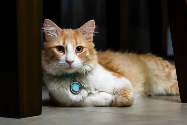 Крупным Планом Красивая Оранжево Белая Кошка Биркой Имени Темной Домашней — стоковое фото