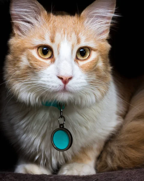 Primer Plano Hermoso Gato Naranja Blanco Con Una Etiqueta Con — Foto de Stock