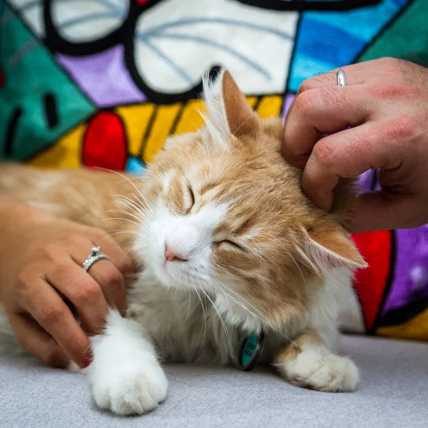 Close Een Onlangs Getrouwd Stel Aaien Hun Kat Als Officiële — Stockfoto