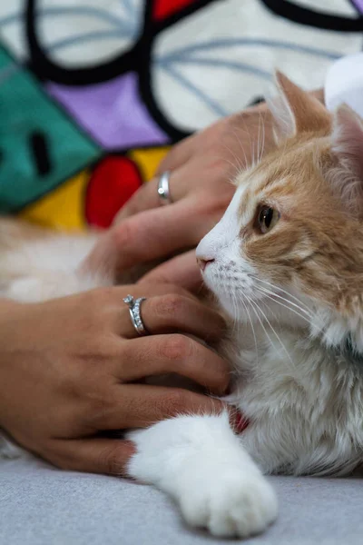 Primer Plano Recientemente Casado Pareja Acariciando Gato Como Oficial Inicio — Foto de Stock