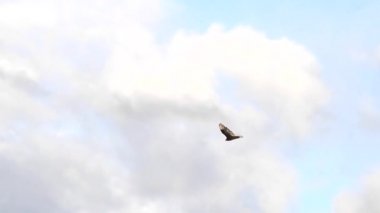 Siyah akbaba arka planda beyaz bulutlarla uçuyor. 