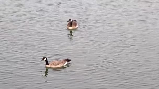 Canadese Ganzen Zwemmen Vroeg Het Voorjaar Haven Van Bandon Oregon — Stockvideo