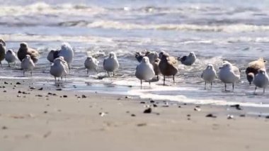 Oregon sahilinde gün batımı dalgalar hareket ederken yansıyan güneş ışığında dalgalanmalar yaratıyor.