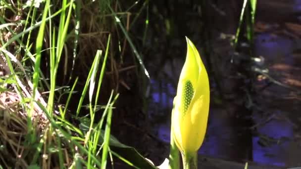 オレゴン州南部海岸の湿地帯で栽培されているスカンクキャベツ — ストック動画