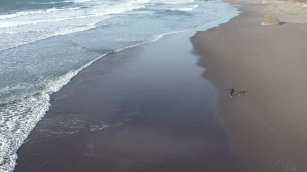 波が砂の中を出入りしながら上から見たビーチで犬を歩く — ストック動画