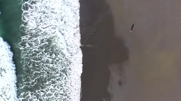 Walking Dog Beach Seen Waves Moving Out Sand — Stock Video