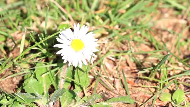 風に吹かれて草の茂る草原に白い小さな花を咲かせ — ストック動画