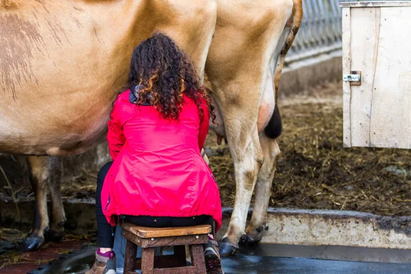 Alajuela Costa Rica Janeiro 2020 Mulher Ordenhando Uma Vaca Mão — Fotografia de Stock