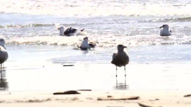 Dalgalar dalgalar hareket ederken martılar kıyıda oynuyorlar. 