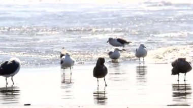 Dalgalar dalgalar hareket ederken martılar kıyıda oynuyorlar. 