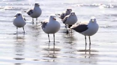 Dalgalar dalgalar hareket ederken martılar kıyıda oynuyorlar. 