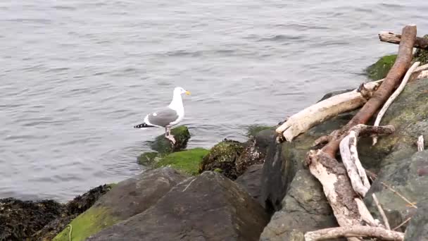 Seagulls Playing Shore Waves Move Out — Stock Video