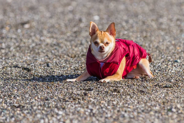 Porträt Eines Kleinen Chihuahua Einem Roten Geschwollenen Mantel Der Einem — Stockfoto