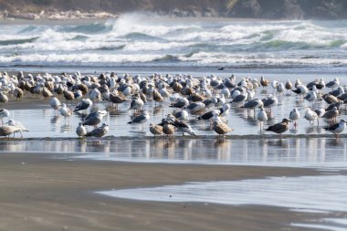 Büyük martı kolonisi Marhoffer Deresi 'nin ağzında toplanan Hilal Şehri Kaliforniya' daki Pebble Plajı 'nda güneşli bir günün tadını çıkarıyor.