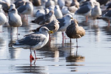 Büyük martı kolonisi Marhoffer Deresi 'nin ağzında toplanan Hilal Şehri Kaliforniya' daki Pebble Plajı 'nda güneşli bir günün tadını çıkarıyor.