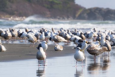 Büyük martı kolonisi Marhoffer Deresi 'nin ağzında toplanan Hilal Şehri Kaliforniya' daki Pebble Plajı 'nda güneşli bir günün tadını çıkarıyor.