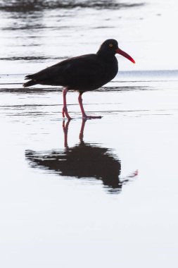 Siyah istiridye avcısı öğleden sonra ıslak kumda yürüyor Güney Oregon sahilindeki Harris Beach Eyalet Parkı 'nda yiyecek bir şeyler arıyor.