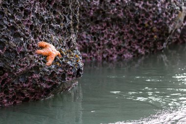 Güney Oregon sahilinde bir kayaya tutunan portakal rengi bir deniz yıldızının yakınında.