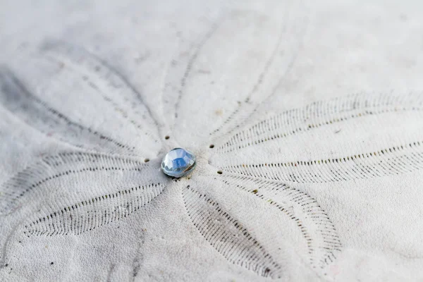 Närbild Sanddollar Med Liten Pärla Mitten Glödande Det Ljusa Solskenet — Stockfoto